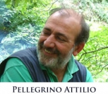 Pellegrino Attilio